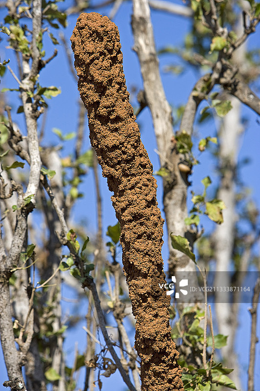 阿曼佐法尔白蚁覆盖土壤的枯枝图片素材