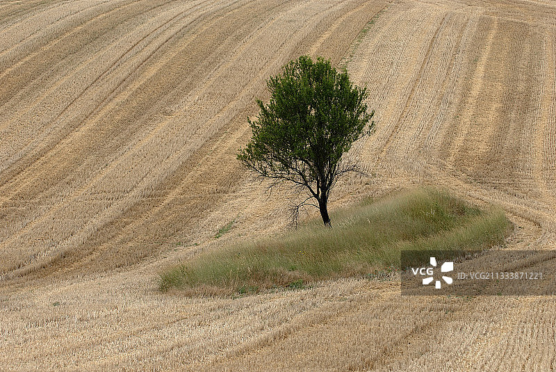 法国收割后的玉米地中央的孤树图片素材