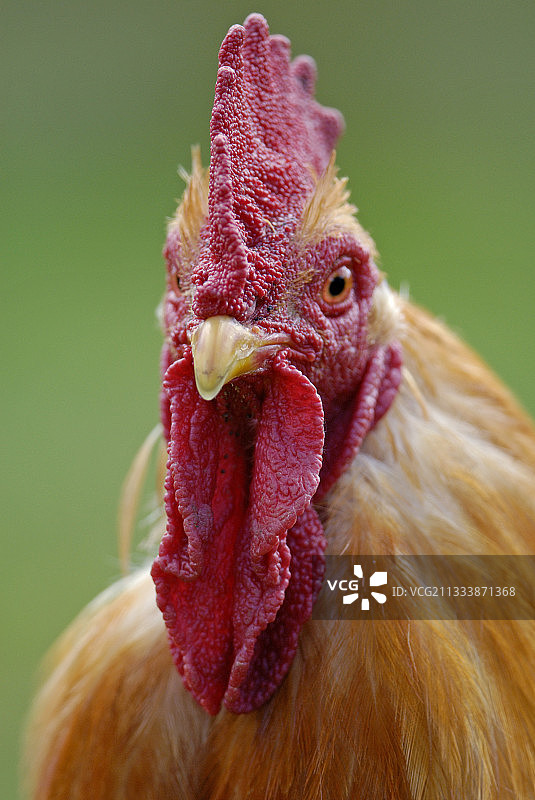 法国：鸡冠和肉垂发达的公鸡图片素材