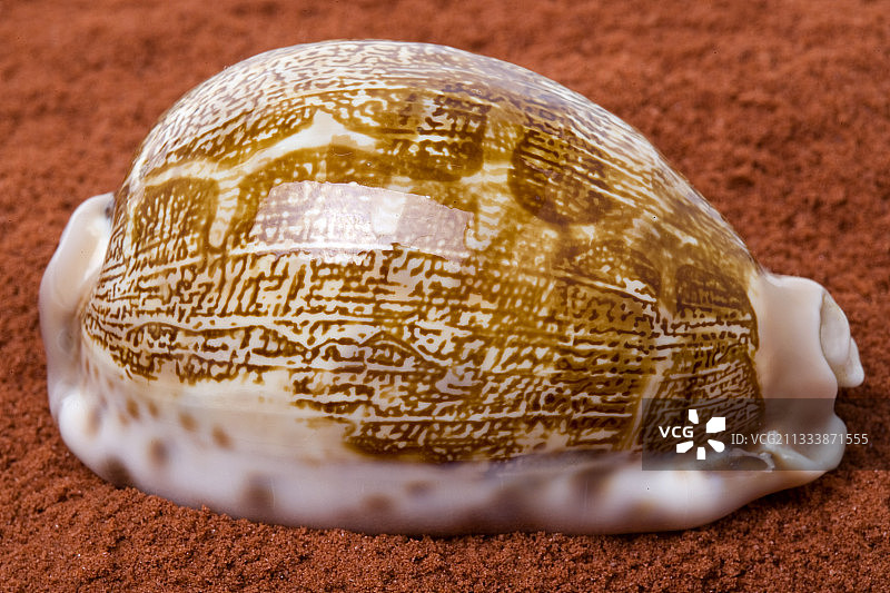 红沙上的宝螺地图图片素材