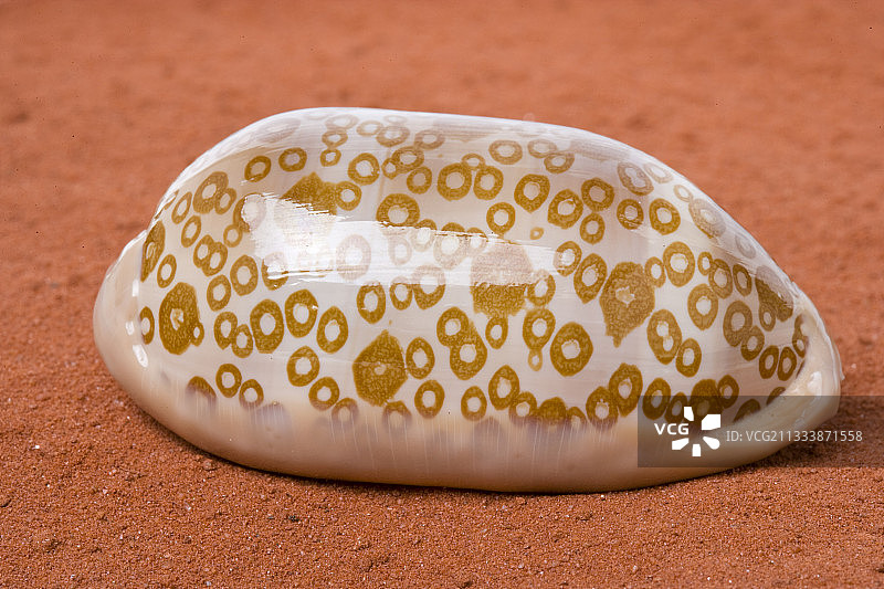 红沙上的贝币图片素材