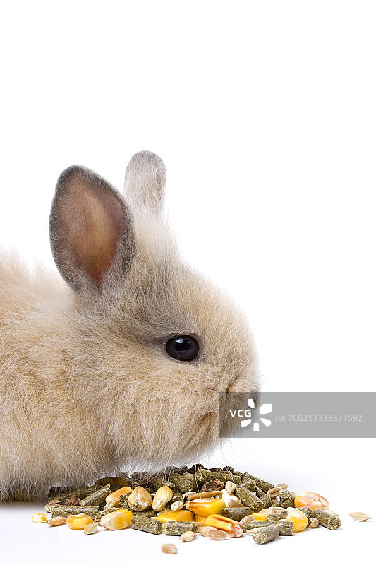 幼年家兔在法国吃种子和颗粒图片素材