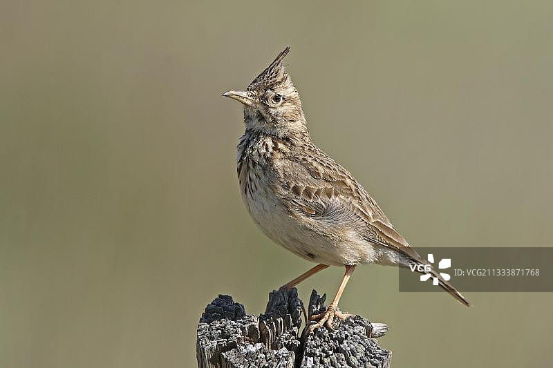 凤头百灵图片素材
