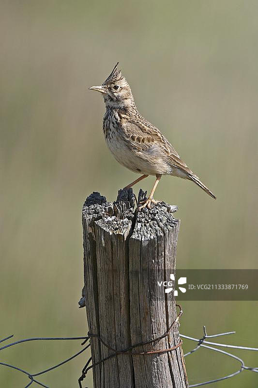 凤头百灵图片素材
