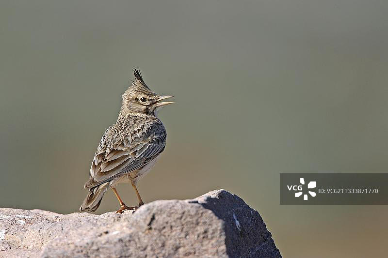 凤头百灵图片素材