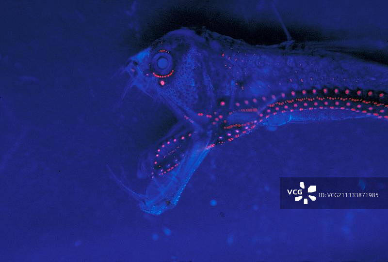 斯隆蝰鱼肖像图片素材