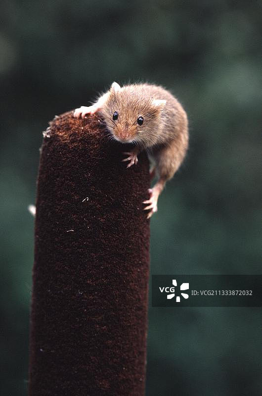 获取鼠标图片素材