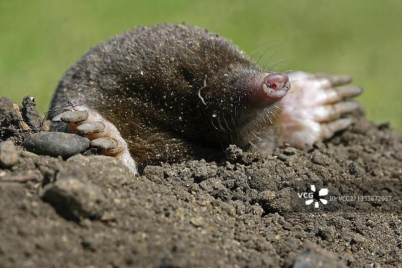欧洲鼹鼠图片素材