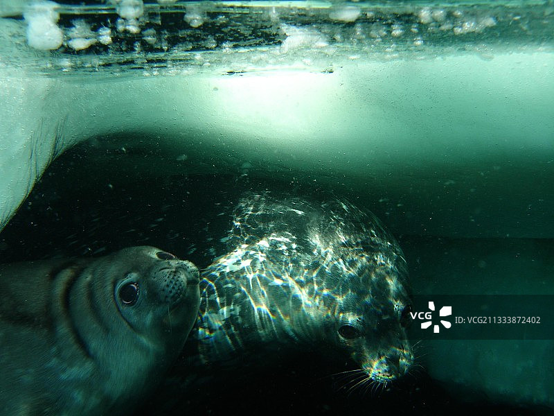 威德尔海豹在阿黛利地冰层下游泳图片素材