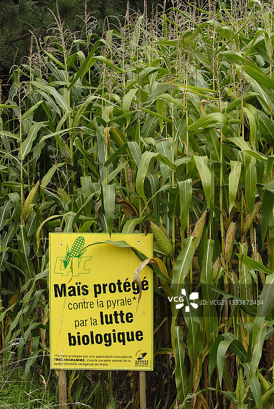 欧洲玉米螟法国生物防治面板图片素材