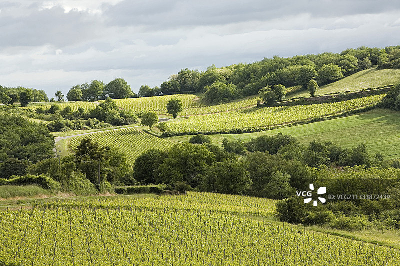 法国勃艮第春季葡萄园风光图片素材