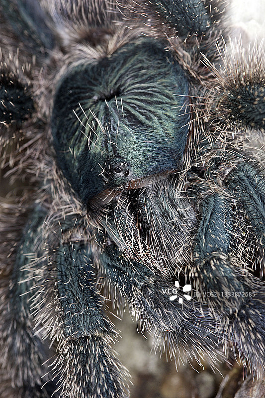 粉红趾捕鸟蛛特写图片素材