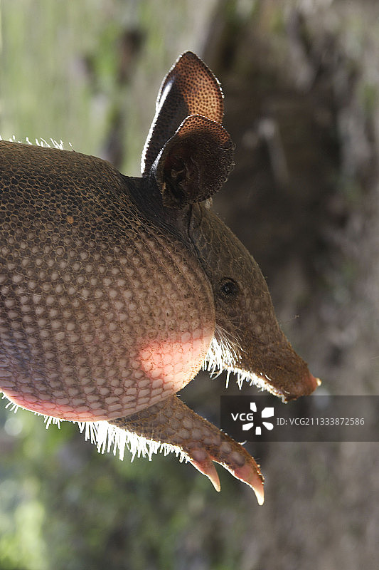 苏里南的九带犰狳图片素材