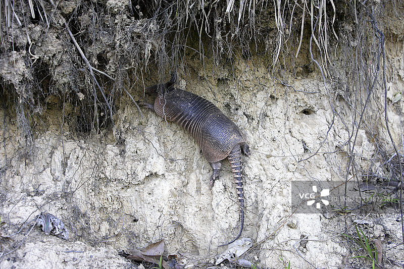 苏里南犰狳洞穴周围的九个条带图片素材
