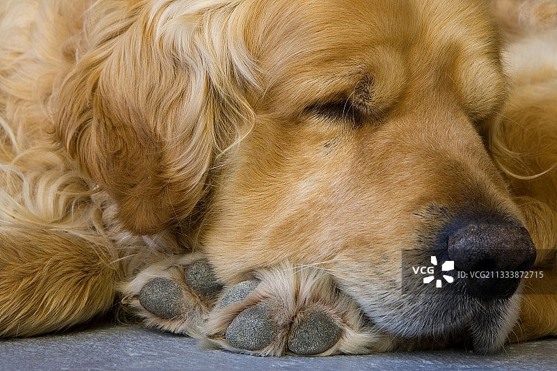 沉睡在普罗旺斯的金毛犬肖像图片素材