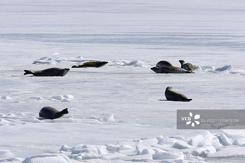 南极半岛海冰上的食蟹海豹图片素材
