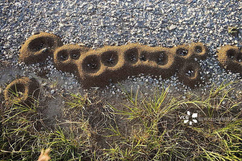 法国蚁蛉幼虫的火山口陷阱图片素材