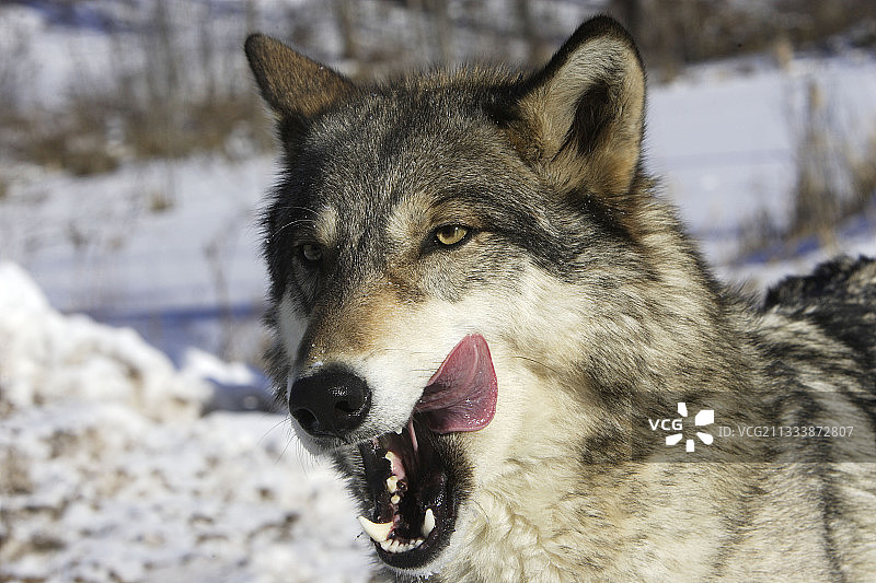 灰狼舔嘴唇，美国图片素材