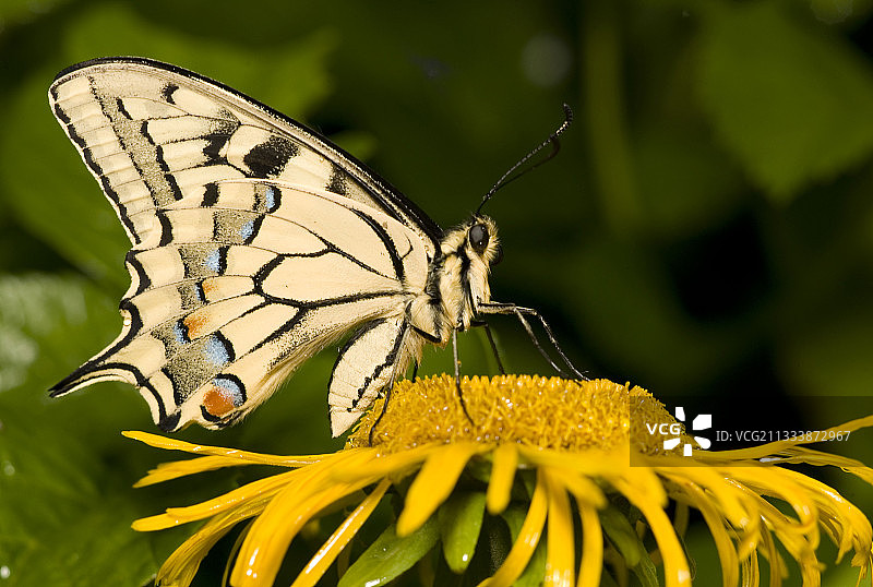 法国的欧眼雏菊上的旧世界燕尾蝶图片素材