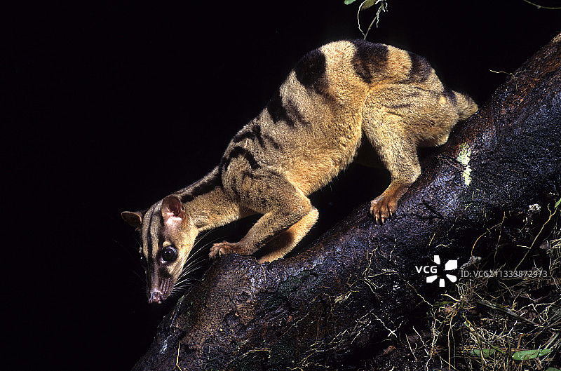 印度尼西亚苏门答腊岛树干上的带纹棕榈狸图片素材
