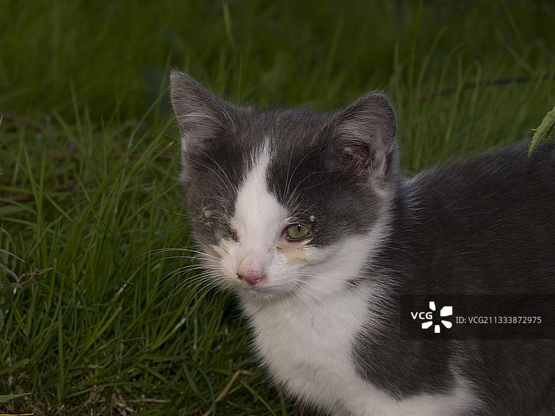 生病的幼猫，法国杜省图片素材