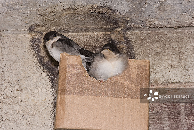 纸板巢中的幼年家燕，法国杜省图片素材