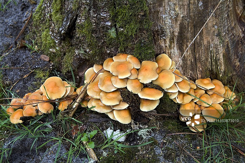 加拿大常见的树桩脆柄菇图片素材