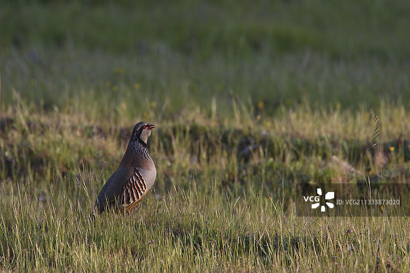安达卢西亚省奥尔纳丘埃洛斯山脉遗址图片素材
