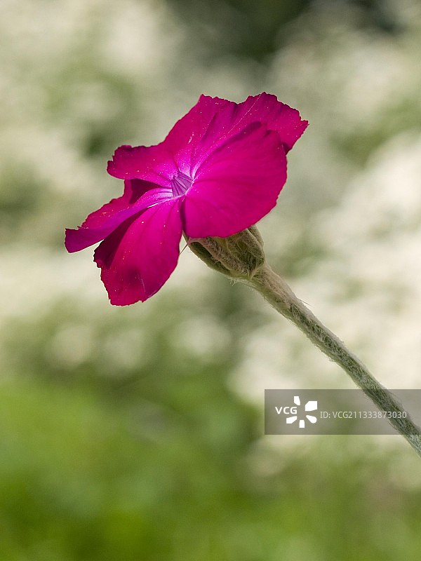 法国杜省盛开的玫瑰图片素材