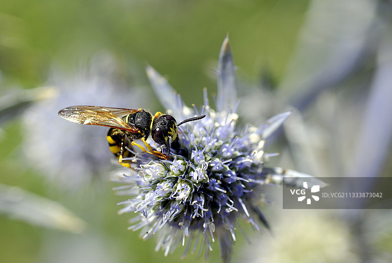 黄胡蜂在花上采集花蜜图片素材