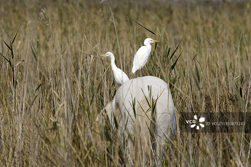 圣玛丽德拉梅尔地区风光图片素材