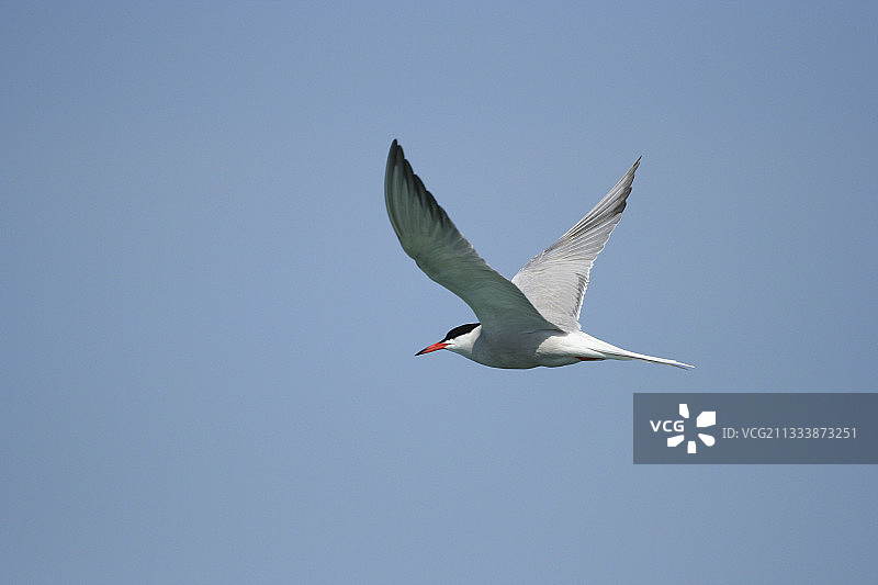 在瑞士飞翔的普通燕鸥图片素材