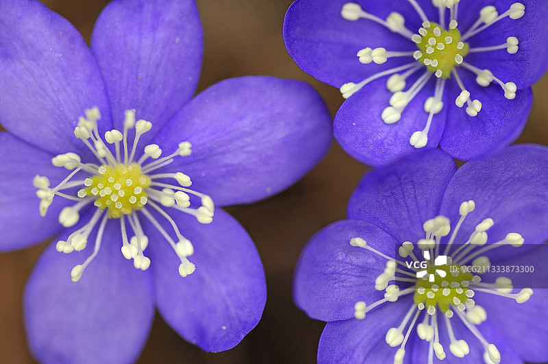 法国特写：肝色银莲花图片素材