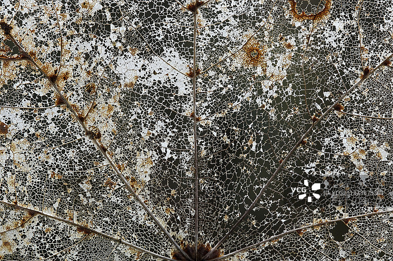 分解中的叶子特写，法国图片素材