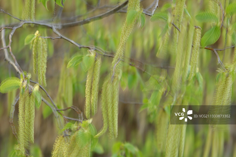 法国德龙省的榛树柔荑花序图片素材