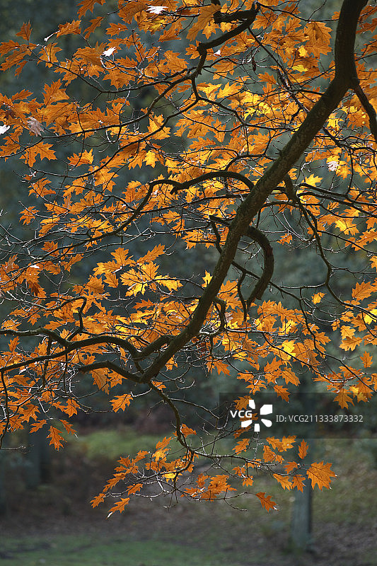 荷兰秋季的北方红橡树叶图片素材