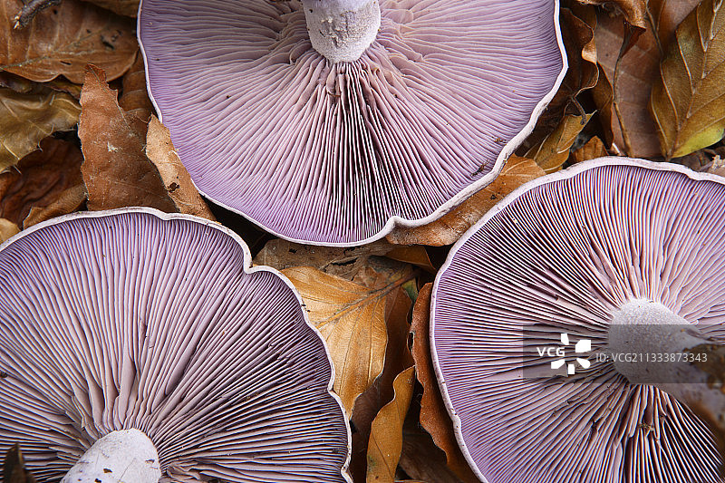 荷兰褶菇菌褶图片素材