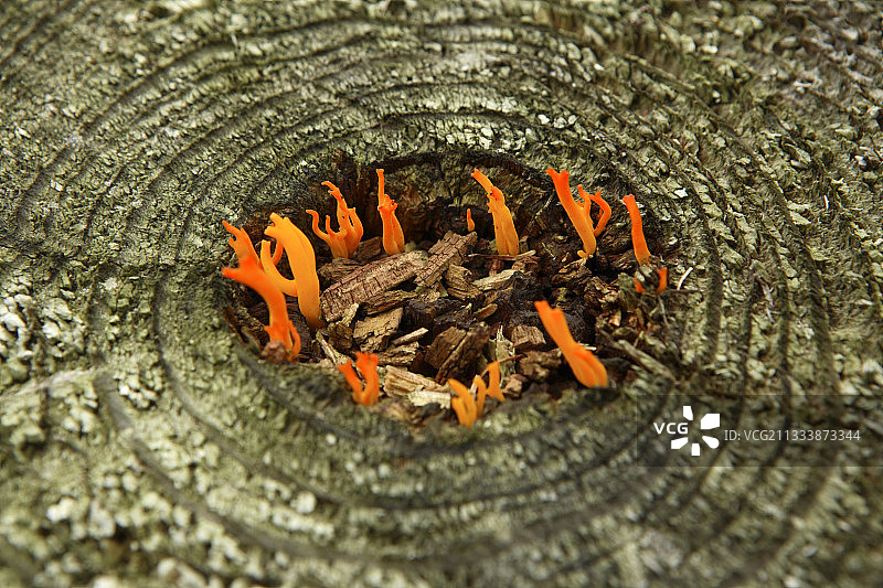 荷兰木材上的黄色鹿角菌图片素材