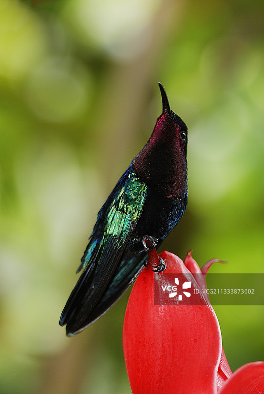 栖息在花朵上的紫喉加勒比蜂鸟，马提尼克岛杜福尔图片素材