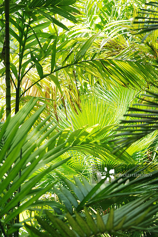 马提尼克岛的棕榈叶图片素材