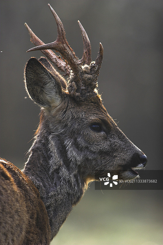鹿角上覆盖着天鹅绒的狍鹿，法国图片素材
