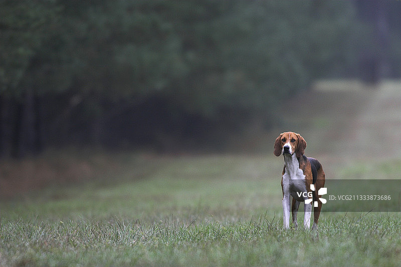 猎犬追踪狐狸图片素材