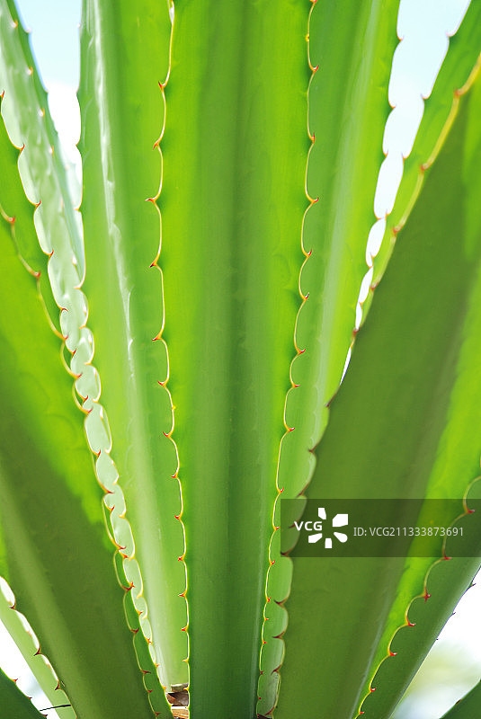 马丁尼克龙舌兰的带刺叶子图片素材