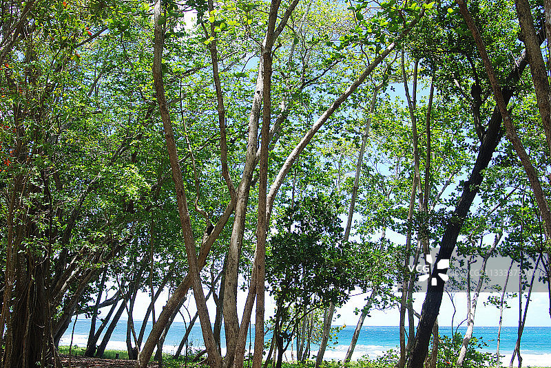 马提尼克岛南部海滩上的树木图片素材