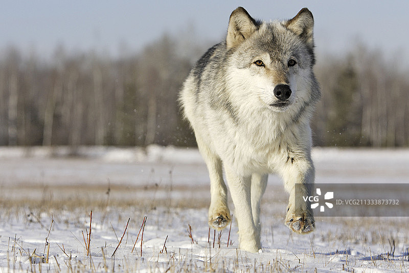 灰狼在美国雪地奔跑图片素材
