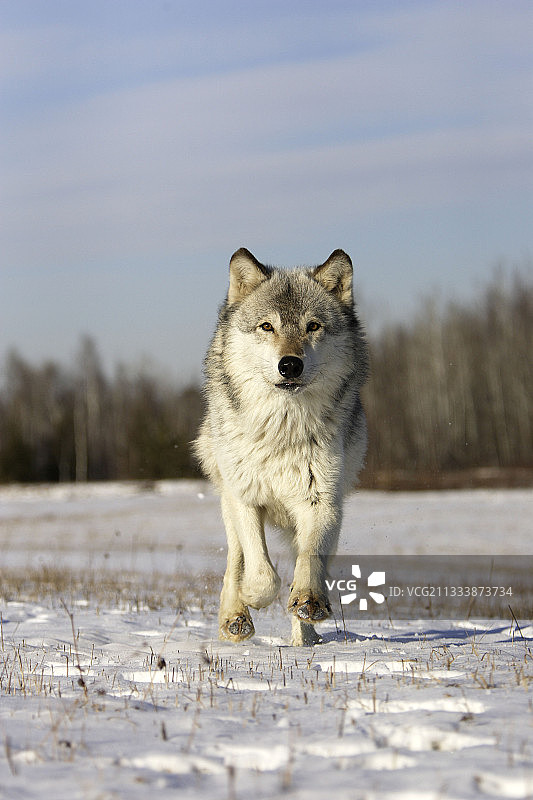灰狼在美国雪地奔跑图片素材