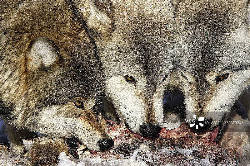 在美国吃白尾鹿的灰狼图片素材