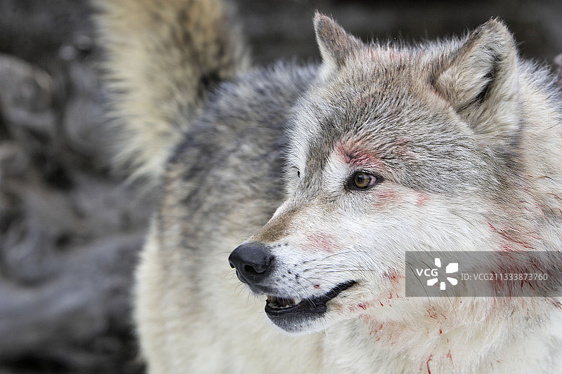 在美国受伤的灰狼图片素材