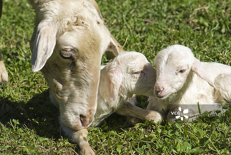 西班牙照看新生羔羊的绵羊图片素材