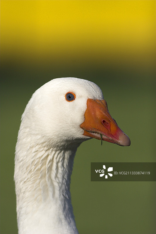 法国诺曼底家养雪雁肖像图片素材